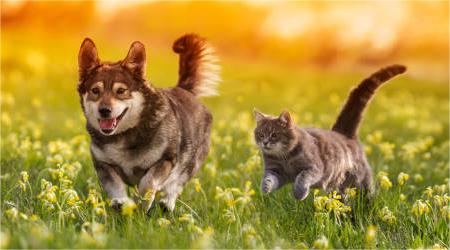 Animal Magnetism - Realyou Earthing