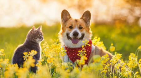 Earthing & Grounding Products ---The Preference For Pets - Realyou Earthing