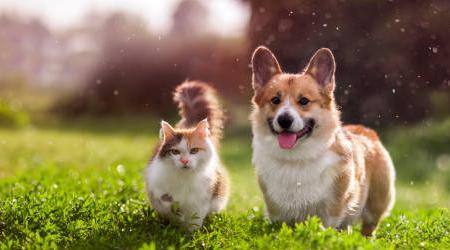 The Benefits and Advantages of Grounding for Animals / Pets – Grounding to the Earth